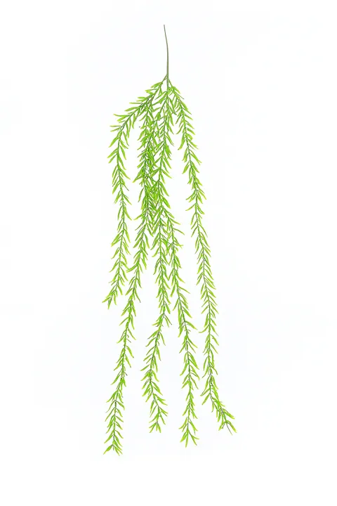 Colgante romero (1 m)