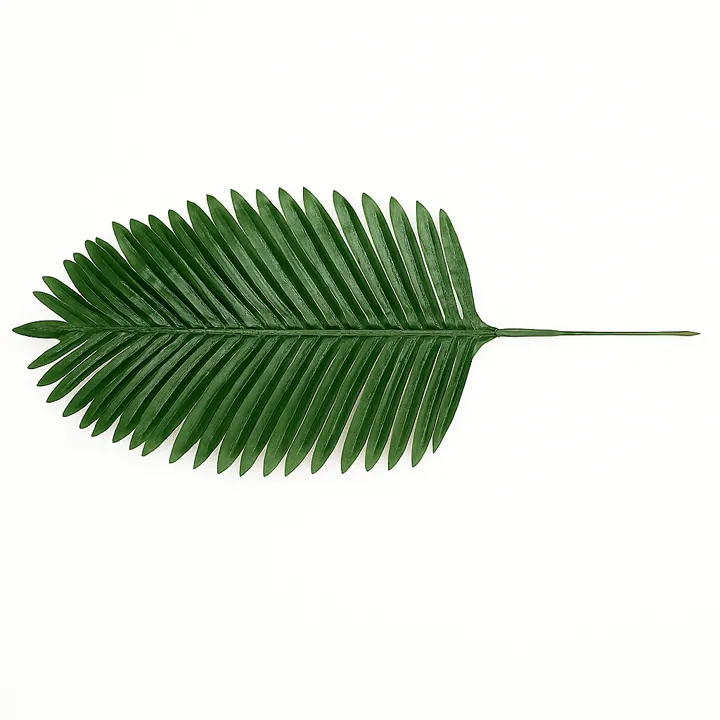 Hoja de palma (55 cm)