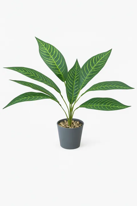 Plantas medianas (48 cm y 8 hojas)
