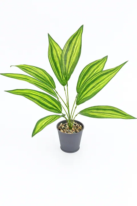Plantas medianas (48 cm y 8 hojas)