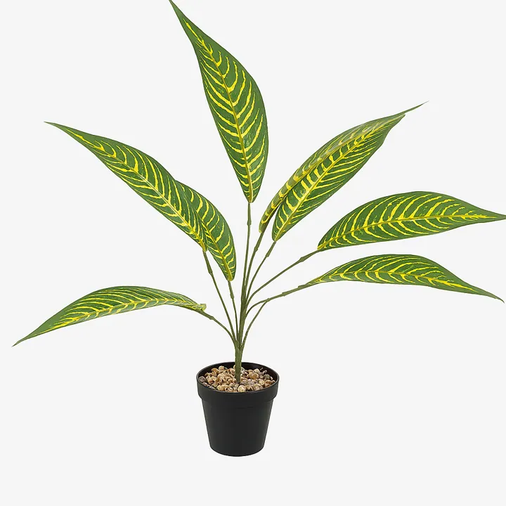 Plantas medianas (48 cm y 8 hojas)