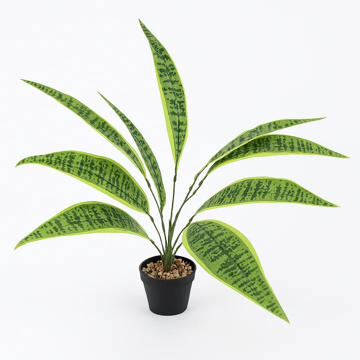 Plantas medianas (48 cm y 8 hojas)